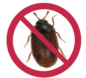 Raw Global Update: Khapra Beetle Warning - Raw Global Freight ...